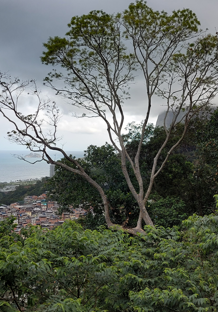 Foto tirado do Parque Ecologóico da Rocinha, que mostra a proximidade da favela com a Mata Atlântica - Floresta da Tijuca, o bairro de São Conrado e a antiga praia da Gávea, atual praia de São Conrado.2022.